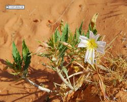 Nevada - Valley of Fire
