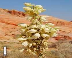 Nevada - Valley of Fire