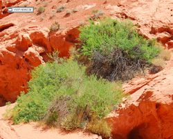 Nevada - Valley of Fire