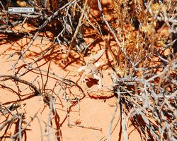 Nevada - Valley of Fire