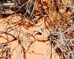 Nevada - Valley of Fire