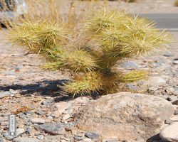Nevada - Valley of Fire
