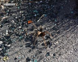 Nevada - Valley of Fire
