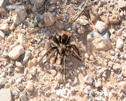 Nevada - Valley of Fire