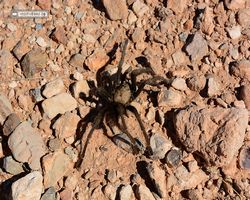 Nevada - Valley of Fire