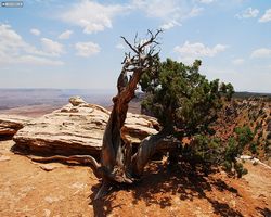 Utah - Canyonlands National Park